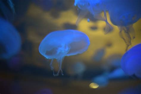 Jellyfish at the Shark Reef Aquarium at Mandalay Bay in Las Vegas ...