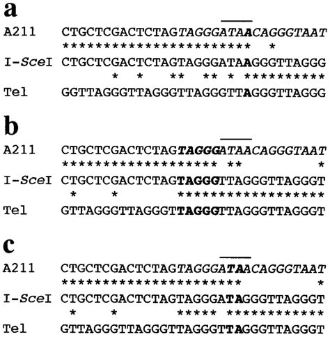 Nucleotide sequence analysis of the site of addition of telomeres to... | Download Scientific ...