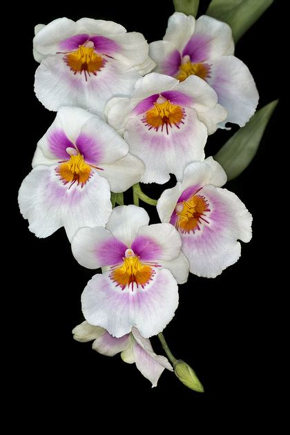 ANNE BELMONT PHOTOGRAPHY | Photographing Orchids - Tips to Create Stunning Images in an Orchid ...