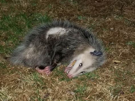 My dog ran up on this possum that was digging through our trash. The possum proceeded to play ...