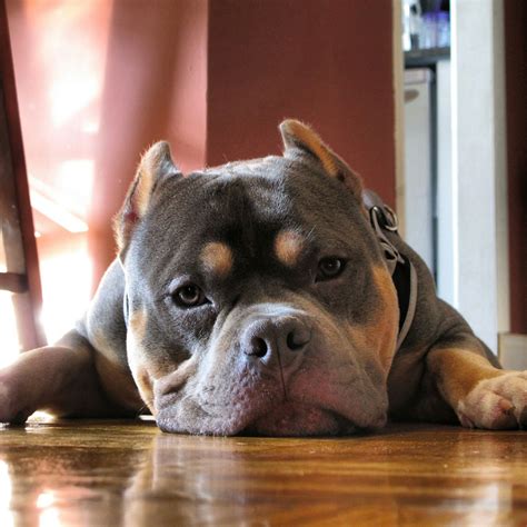 As 25 melhores ideias de American bully pocket no Pinterest