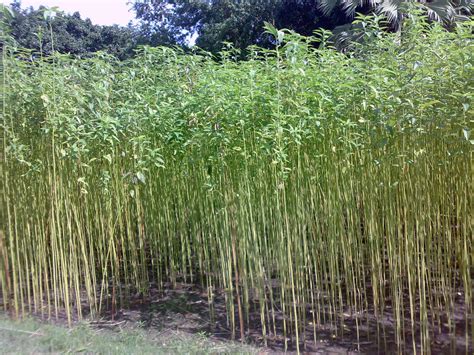 Jute - Why Is It A Sustainable Fibre? | Plants, Jute, Sustainable agriculture