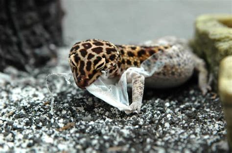 Leopard Geckos & Skin Shedding (Facts, Tips, & Concerns) – Critter Owner