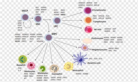 Celulas Madre Hematopoyeticas