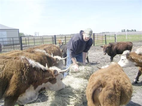 Miniature Herefords | News, Sports, Jobs - Farm News