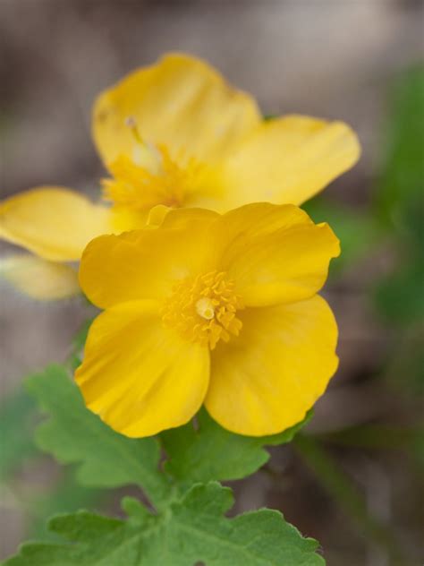 Celandine Poppy Wildflowers - Growing Celandine Plants In The Garden