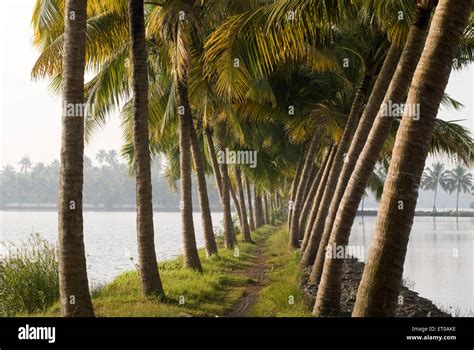 Kerala Coconut Tree Stock Photos & Kerala Coconut Tree Stock Images - Alamy