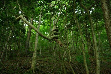 Aokigahara Forest Map