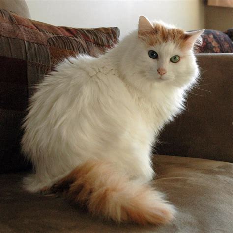 Turkish Van Cat Price - Best Cat Wallpaper