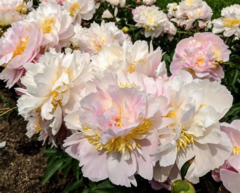 My Herbaceous Peonies in Bloom - The Martha Stewart Blog