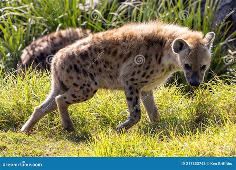 Laughing Hyena In The Ngorongoro Royalty-Free Stock Photography ...