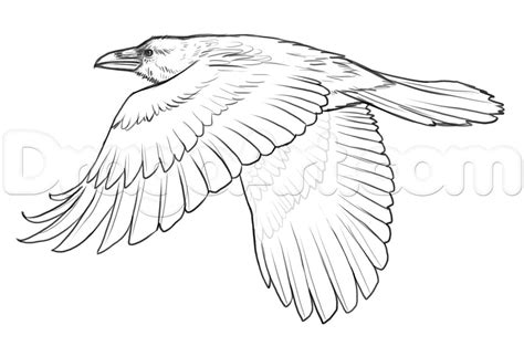 how to draw ravens step 18 Flying Bird Drawing, Crows Drawing, Wings ...