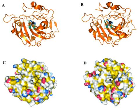 (A,C) hCA I, and (B,D) hCA II (wild type), shown as cartoon images ...