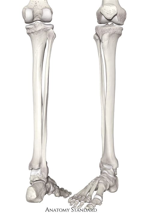 Anatomy Standard - Drawing Anterior and posterior view of lower leg bones - no labels | AnatomyTOOL