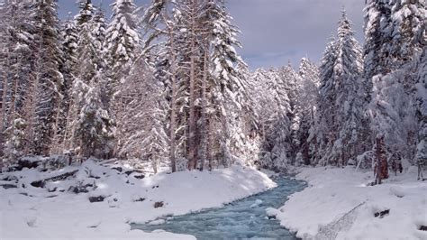 Trees Forest Snow Winter Stream HD wallpaper | nature and landscape ...