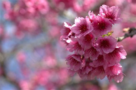 Flower Photography - Flower Photography At Calgary S Parks By Fred ...