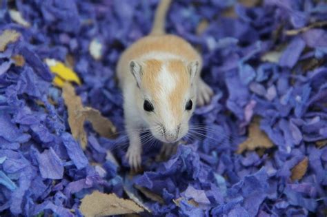 97 best Cute Gerbils images on Pinterest | Rodents, Gerbil and Pocket pet