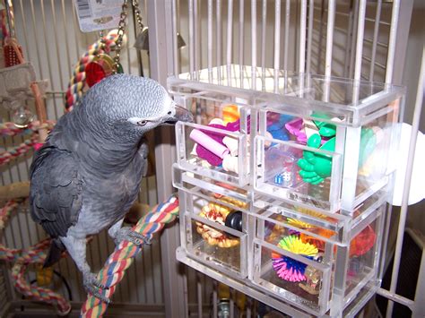 Parrot Enrichment – Hide & Seek Foraging Toys – World Parrot Trust WP