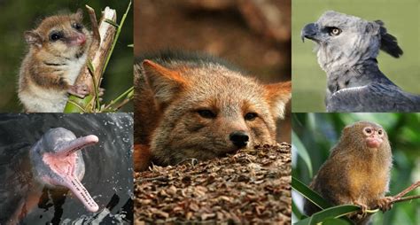 Fotogalería | 14 especies endémicas de Latinoamérica que debes conocer - National Geographic en ...