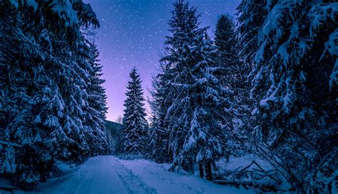 🔥 [30+] Night Forest Wallpapers | WallpaperSafari