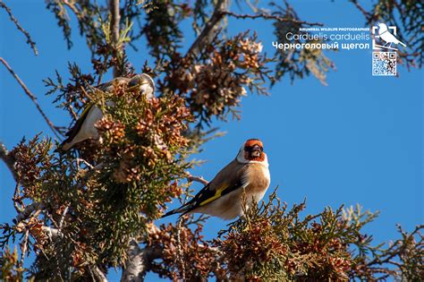 Carduelis carduelis on Behance