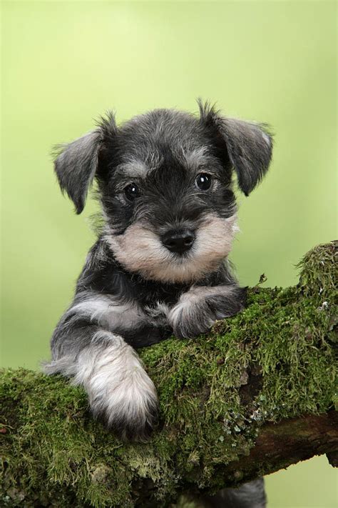 43 puppies mini schnauzer