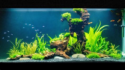 Setting Up A Tropical Fish Tank Offers Shop, Save 51% | jlcatj.gob.mx