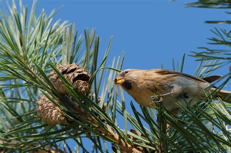 Common Redpoll Bird Animal - Free photo on Pixabay - Pixabay