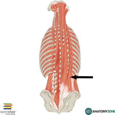 Iliocostalis Lumborum • Muscular, Musculoskeletal • AnatomyZone