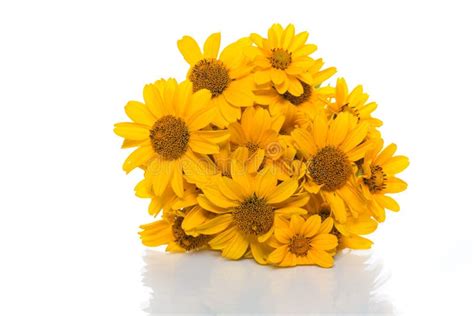 Bouquet of yellow daisies stock image. Image of bloom - 102278663