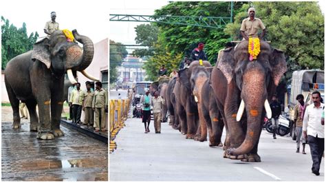 Dasara jumbos on a weight-and-watch mission - Star of Mysore