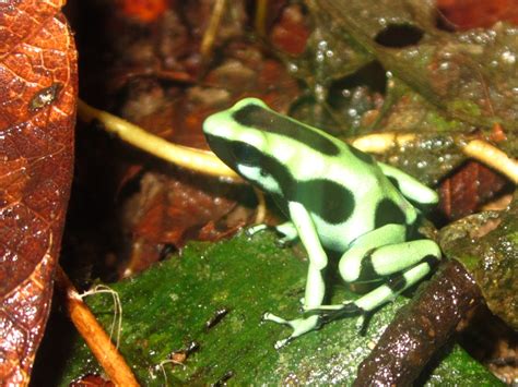 Dendrobates auratus at CRARC » Amphibian Care