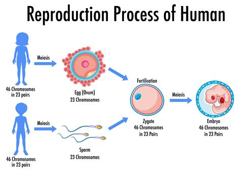 Human Reproduction Stages