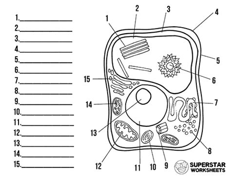 the diagram shows how to draw an animal cell and its functions in order to make it easier