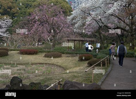 Cherry blossom season in the Imperial Palace, Tokyo, Japan Stock Photo ...