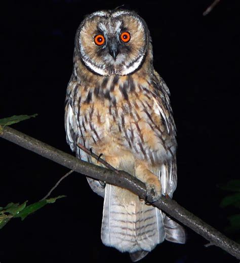 Night Owl - Nocturnal Animals Photo (41427701) - Fanpop