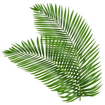 Sage Gree PNG Transparent Images Free Download | Vector Files | Pngtree