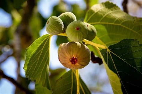 Dwarf Fig Tree Care - A Complete Guide