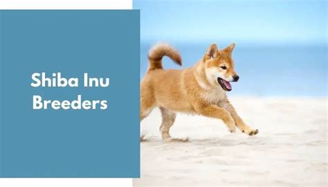 Shiba Inu Breeders | Shiba Inu Puppies for Sale - AnimalFate