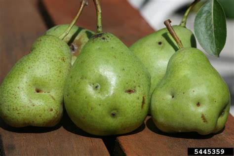 catfacing on common pear (Pyrus communis ) - 5445359