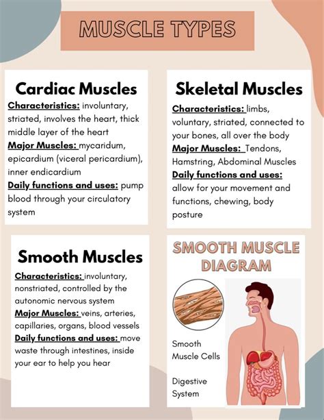 Muscle types diagram chart – Artofit