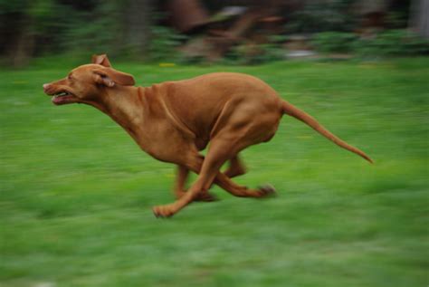 Top 10 fastest dog breeds in the world 2018 - By dogmal