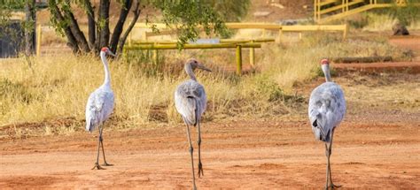 The BEST Longreach Tours and Things to Do in 2024 - FREE Cancellation ...