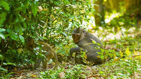 High Definition Video - Monkeys In Their Natural Habitat. Cambodia ...