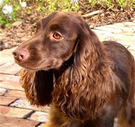 English Cocker Spaniel Dog Breed Pictures, 1