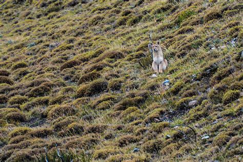 Patagonia Puma Photograph by Walt Sterneman - Pixels