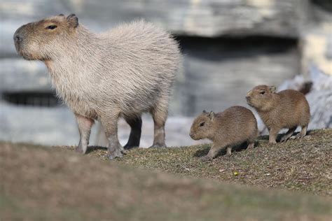 I want a million baby capybaras : r/aww