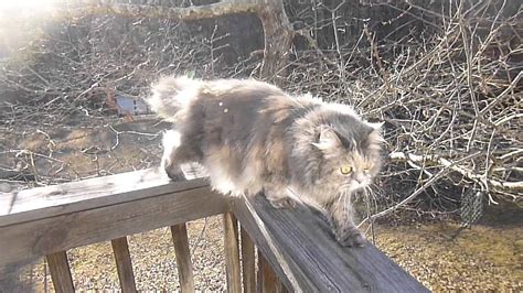 Dogs barking at cat walking on a rail - YouTube