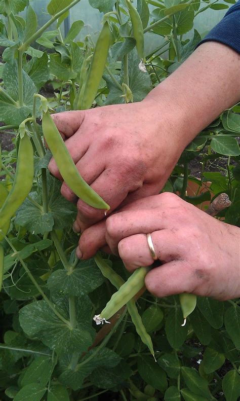 Tag » French beans « @ Camel Community Supported Agriculture