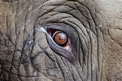 Free Stock Photo of Elephant Eye | Download Free Images and Free ...